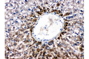 Anti- CYP1A2 Picoband antibody, IHC(P) IHC(P): Rat Liver Tissue (CYP1A2 antibody  (AA 185-320))