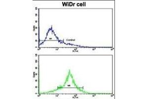 Flow cytometric analysis of WiDr cells using TYSY Antibody (C-term)(bottom histogram) compared to a negative control cell (top histogram). (TYMS antibody  (C-Term))