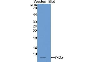 Western Blotting (WB) image for anti-Thymosin beta-4 (TMSB4X) (AA 1-44) antibody (ABIN1078569) (TMSB4X antibody  (AA 1-44))