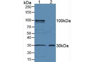 Figure. (Amphiregulin antibody  (AA 20-100))
