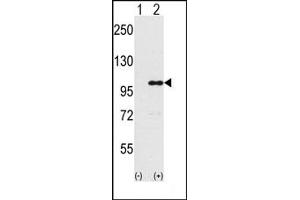 Image no. 1 for anti-Inositol Polyphosphate-5-Phosphatase, 145kDa (INPP5D) (Middle Region) antibody (ABIN358021)