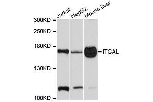 Western blot analysis of extracts of various cell lines, using ITGAL antibody. (ITGAL antibody  (AA 26-306))