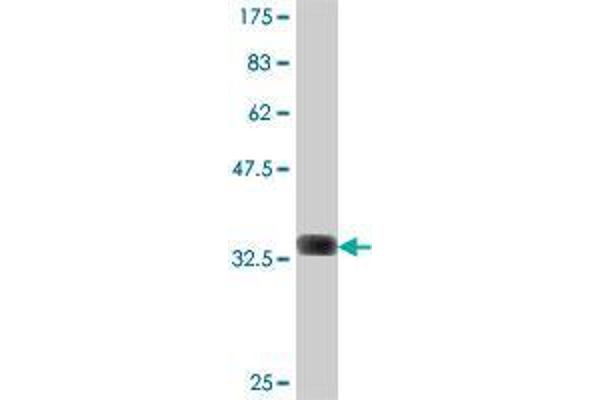 RPP40 antibody  (AA 295-363)