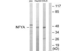 Western blot analysis of extracts from HepG2/293/COLO205 cells, using NFYA Antibody. (NFYA antibody  (AA 261-310))