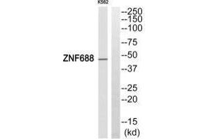 Western blot analysis of extracts from HepG2 cells, using ZNF688 antibody. (ZNF688 antibody)