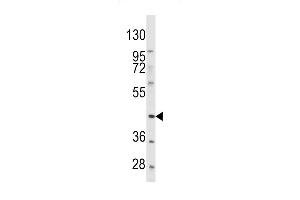 Western blot analysis of anti-PDGFRL Antibody (C-term) (ABIN392037 and ABIN2841805) in Hela cell line lysates (35 μg/lane). (PDGFRL antibody  (C-Term))