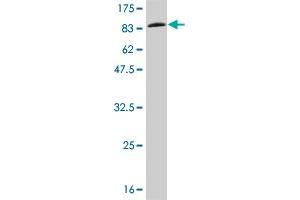 Western Blot detection against Immunogen (85. (IFNA2 antibody  (AA 24-188))
