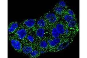 Confocal immunofluorescent analysis of GPX1 in HepG2 cells using Glutathione peroxidase 1 / GPX1  Antibody (C-term), followed by Alexa Fluor 488-conjugated goat anti-rabbit lgG (green). (Glutathione Peroxidase 1 antibody  (C-Term))