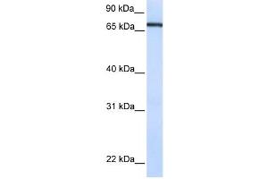 Western Blotting (WB) image for anti-Transcription Factor 7-Like 1 (T-Cell Specific, HMG-Box) (TCF7L1) antibody (ABIN2459996)