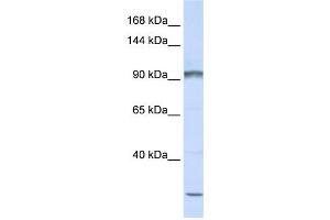 Western Blotting (WB) image for anti-Protocadherin alpha Subfamily C, 2 (PCDHAC2) antibody (ABIN2459277) (PCDHAC2 antibody)