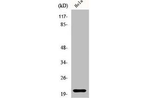 Western Blot analysis of HeLa cells using EID-1 Polyclonal Antibody (EID1 antibody  (Internal Region))