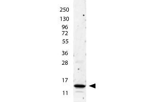 anti-Human IL-2 antibody shows detection of a band ~15 kDa in size corresponding to recombinant human IL-2.