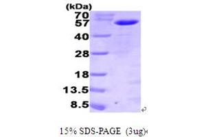 Myeloid Cell Nuclear Differentiation Antigen (MNDA) (AA 1-407) protein (His tag)