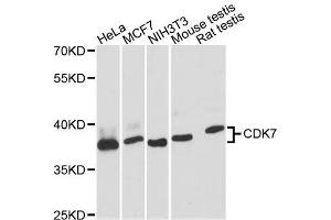 Western blot analysis of extracts of various cell lines, using CDK7 antibody. (CDK7 antibody  (AA 211-346))