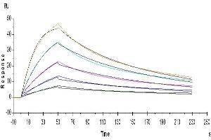 Human IL-5, His Tag immobilized on CM5 Chip can bind Human IL-5Ra, His Tag with an affinity constant of 4. (IL5RA Protein (AA 21-335) (His-Avi Tag))