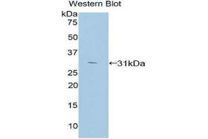 Western Blotting (WB) image for anti-Protein Kinase C, zeta (PRKCZ) (AA 254-484) antibody (ABIN3206747) (PKC zeta antibody  (AA 254-484))