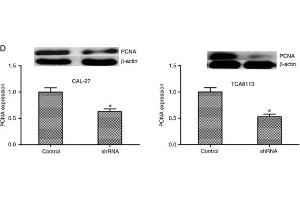 Western Blotting (WB) image for Goat anti-Mouse IgG (Fc Region) antibody (ABIN101851)