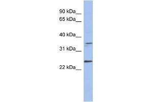 WB Suggested Anti-NDN Antibody Titration: 0.