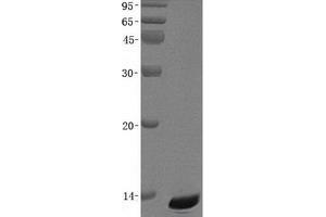 Validation with Western Blot (CCL26 Protein (His tag))