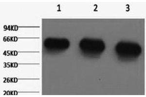 Western Blot analysis of 1) Hela, 2) Rat brian, 3) Mouse brain using alpha Tubulin Monoclonal Antibody at dilution of 1:5000. (alpha Tubulin antibody)