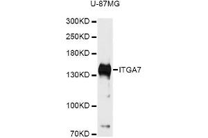 Western blot analysis of extracts of U-87MG cells, using ITGA7 antibody (ABIN6292834) at 1:3000 dilution. (ITGA7 antibody)