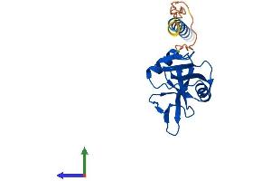 AlphaFold protein structure predicition of Human Recombinant CLEC5A Protein, UniprotID Q9NY25