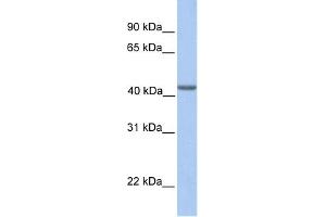 WB Suggested Anti-EIF3H Antibody Titration:  0. (EIF3H antibody  (N-Term))