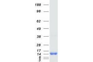 Validation with Western Blot (PEA15 Protein (Myc-DYKDDDDK Tag))