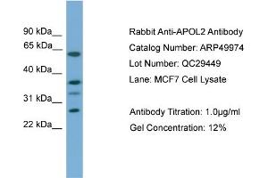 WB Suggested Anti-APOL2  Antibody Titration: 0. (Apolipoprotein L 2 antibody  (Middle Region))