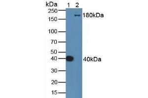 Figure. (Complement C4 antibody  (AA 1450-1723))