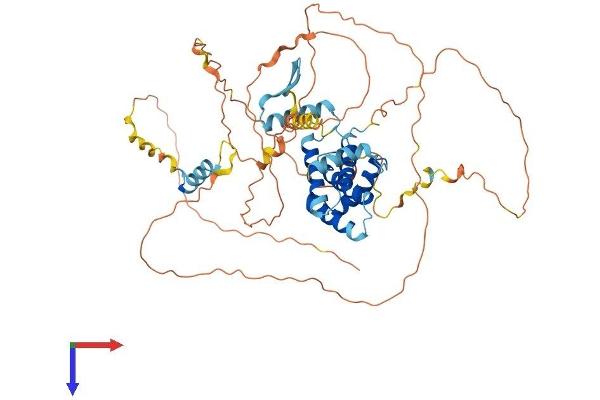 CABLES1 Protein (AA 1-568) (His tag)