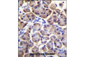 MRPS12 Antibody (Center K43) immunohistochemistry analysis in formalin fixed and paraffin embedded human pancreas tissue followed by peroxidase conjugation of the secondary antibody and DAB staining. (MRPS12 antibody  (AA 28-59))