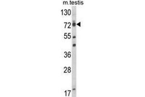 Western blot analysis of ELL (arrow) in mouse testis tissue lysates (35ug/lane) using ELL  Antibody (C-term). (ELL antibody  (C-Term))