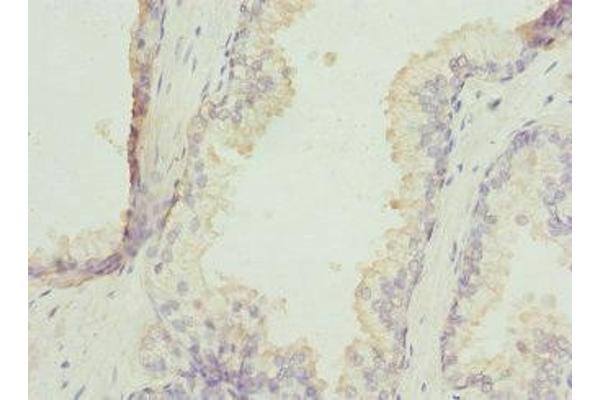 ZNF35 antibody  (AA 233-532)