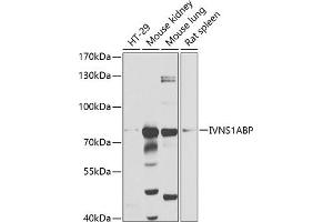 Western blot analysis of extracts of various cell lines, using IVNS1ABP antibody (ABIN1680538, ABIN3018933, ABIN3018934 and ABIN6220631) at 1:1000 dilution. (IVNS1ABP antibody  (AA 1-300))
