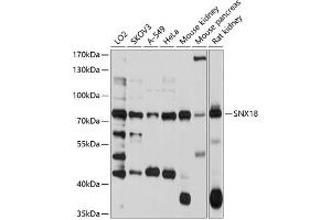 Western blot analysis of extracts of various cell lines, using SNX18 antibody  at 1:1000 dilution.