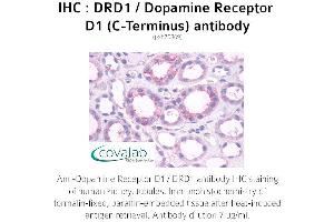 Image no. 1 for anti-Dopamine Receptor D1 (DRD1) (C-Term) antibody (ABIN1733781) (Dopamine Receptor d1 antibody  (C-Term))