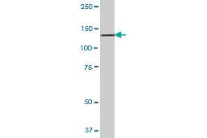RNF111 MaxPab polyclonal antibody. (RNF111 antibody  (AA 1-985))