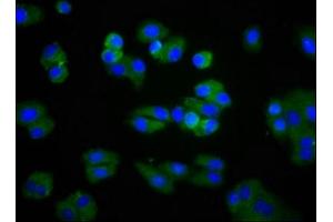 Immunofluorescence staining of HepG2 cells with ABIN7158443 at 1:266, counter-stained with DAPI. (Lipoprotein Lipase antibody  (AA 162-246))