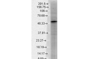 Western Blot analysis of Rat brain membrane lysate showing detection of GABA A Receptor protein using Mouse Anti-GABA A Receptor Monoclonal Antibody, Clone S87-25 . (GABRA1 antibody  (AA 370-433) (HRP))