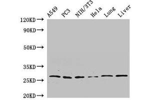 Western Blot Positive WB detected in: A549 whole cell lysate, PC-3 whole cell lysate, NIH/3T3 whole cell lysate, Hela whole cell lysate, Rat lung tissue, Mouse liver tissue All lanes: PSMA3 antibody at 2. (PSMA3 antibody  (AA 218-248))