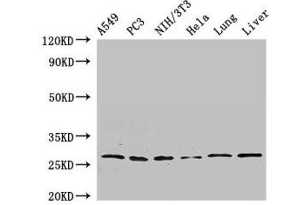 PSMA3 antibody  (AA 218-248)