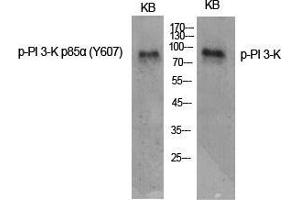 Western Blot (WB) analysis of specific cells using Phospho-PI 3-kinase p85alpha (Y607) Polyclonal Antibody. (PIK3R1 antibody  (pTyr607))