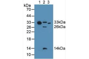 Western blot analysis of (1) Human Serum, (2) Mouse Heart Tissue and (3) Human Liver Tissue.
