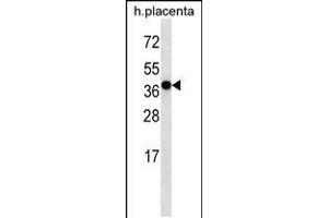 Western blot analysis in human placenta tissue lysates (35ug/lane). (OR5H2 antibody  (C-Term))