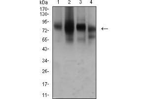 Western blot analysis using CD44 mouse mAb against Hela (1), PANC-1 (2), HUVEC (3), and HUVE-12 (4) cell lysate. (CD44 antibody  (AA 36-194))