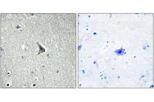 Immunohistochemistry analysis of paraffin-embedded human brain tissue, using GPR137C Antibody. (GPR137C antibody  (AA 256-305))