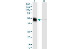 Western Blotting (WB) image for anti-Keratin 18 (KRT18) (AA 1-430) antibody (ABIN561633)