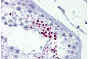 Anti-TLE4 antibody IHC staining of human testis. (TLE4 antibody  (AA 215-264))