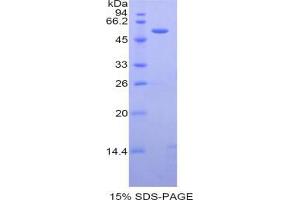 SDS-PAGE analysis of Mouse Caspase 14 Protein.